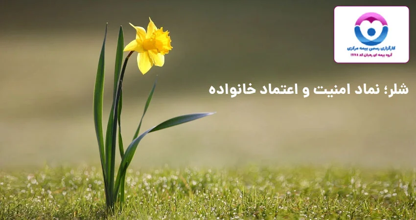 گل زرد شلر نماد بیمه ای برای امنیت و اعتماد شخص و خانواده